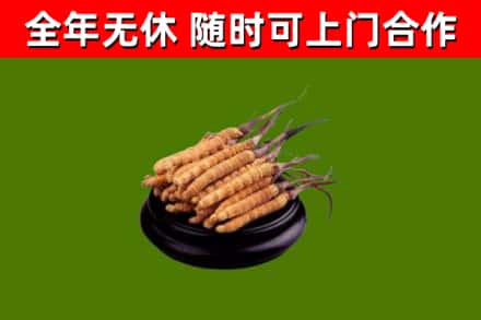 红原烟酒回收冬虫夏草.jpg